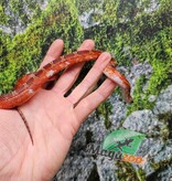 Magazoo Serpent des blés  Bloodred Piedside mâle né 11 juin 2025