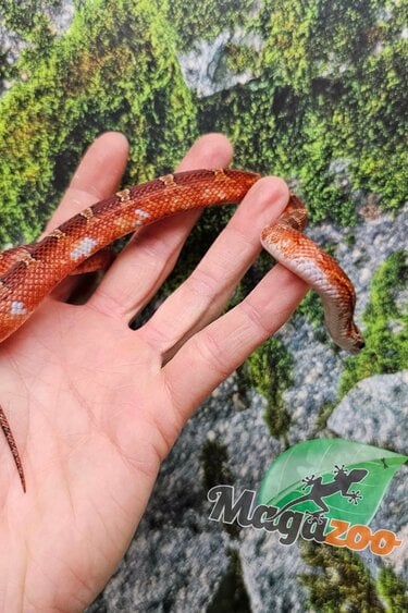 Magazoo Serpent des blés  Bloodred Piedside mâle né 11 juin 2025