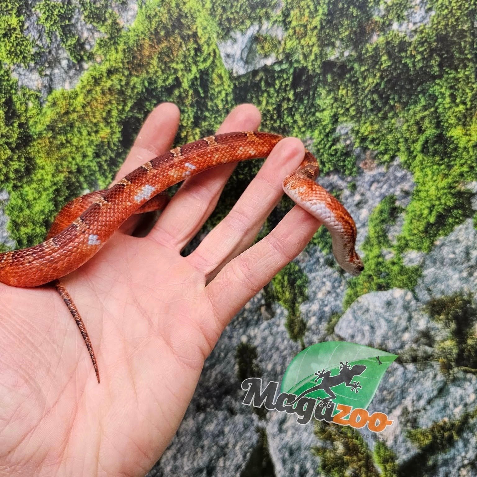 Magazoo Male Bloodred Piedside Corn snake Born June 11, 2025