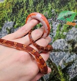 Magazoo Serpent des blés  Bloodred Piedside mâle né 11 juin 2025