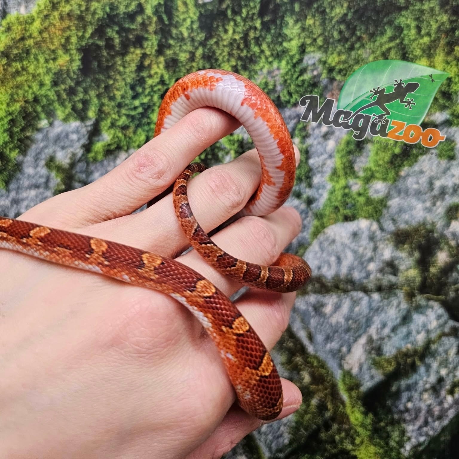 Magazoo Male Bloodred Piedside Corn snake Born June 11, 2025