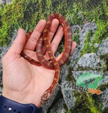 Magazoo Serpent des blés  Bloodred Piedside mâle né 11 juin 2025