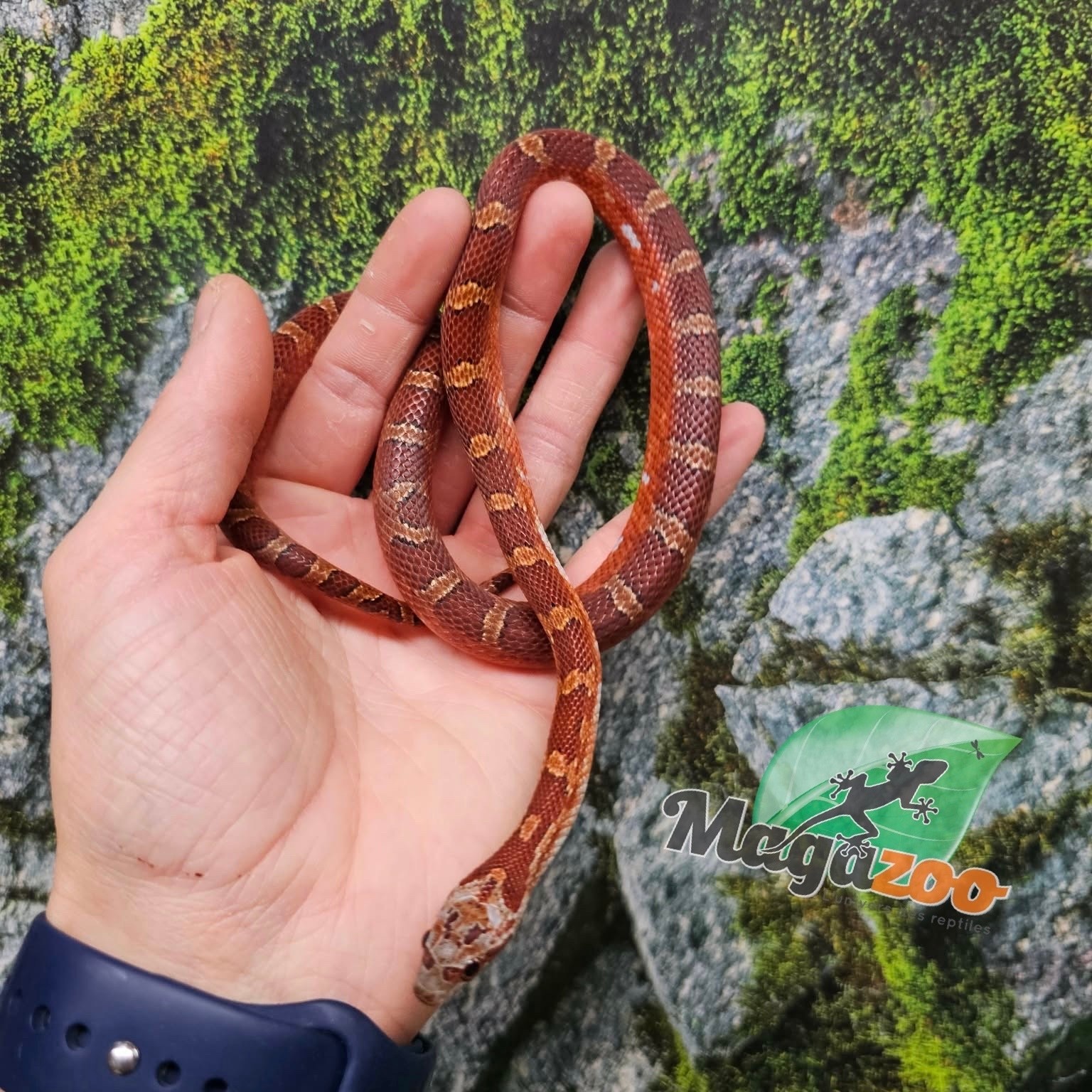 Magazoo Serpent des blés  Bloodred Piedside mâle né 11 juin 2025