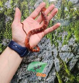 Magazoo Male Bloodred Piedside Corn snake Born June 11, 2025