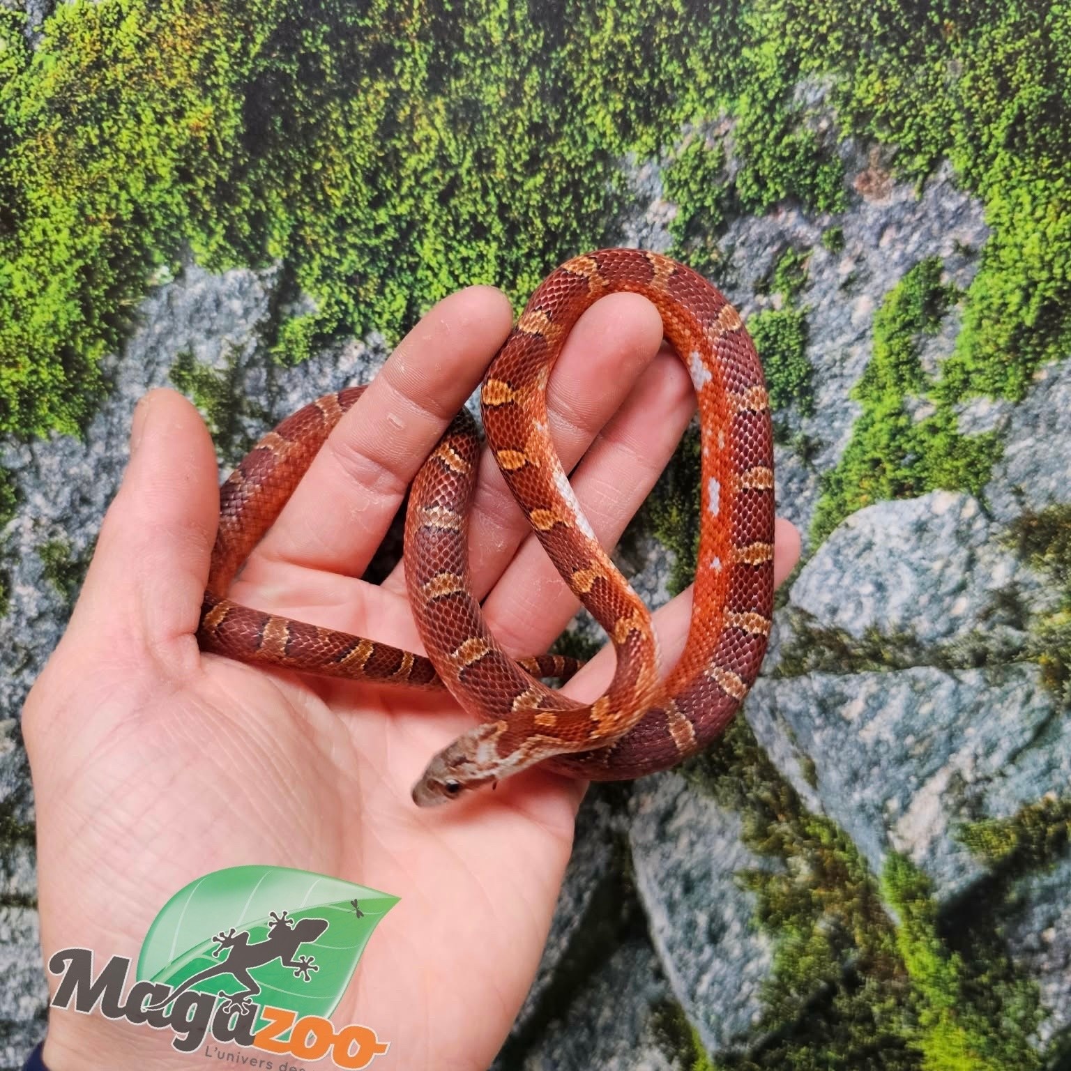 Magazoo Male Bloodred Piedside Corn snake Born June 11, 2025