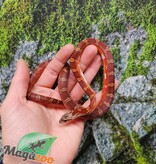 Magazoo Serpent des blés  Bloodred Piedside mâle né 11 juin 2025