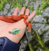 Magazoo Female Bloodred Motley-Stripe Corn snake born July 2, 2025
