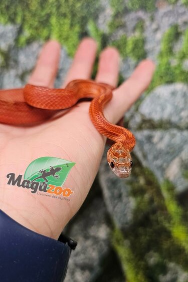 Magazoo Serpent des blés  Bloodred Motley-Stripe femelle né 2 juillet 2025