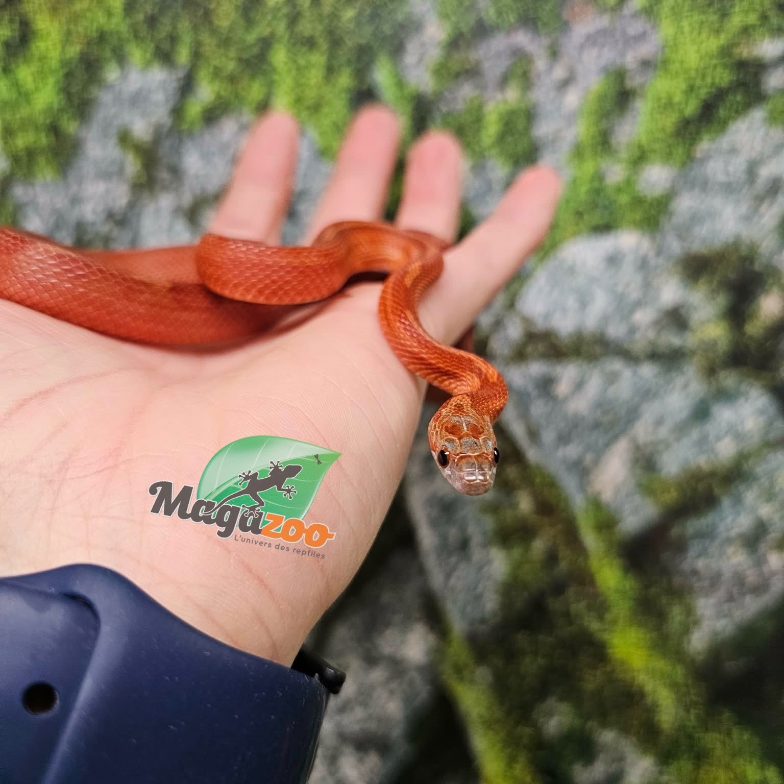 Magazoo Serpent des blés  Bloodred Motley-Stripe femelle né 2 juillet 2025