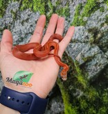 Magazoo Female Bloodred Motley-Stripe Corn snake born July 2, 2025