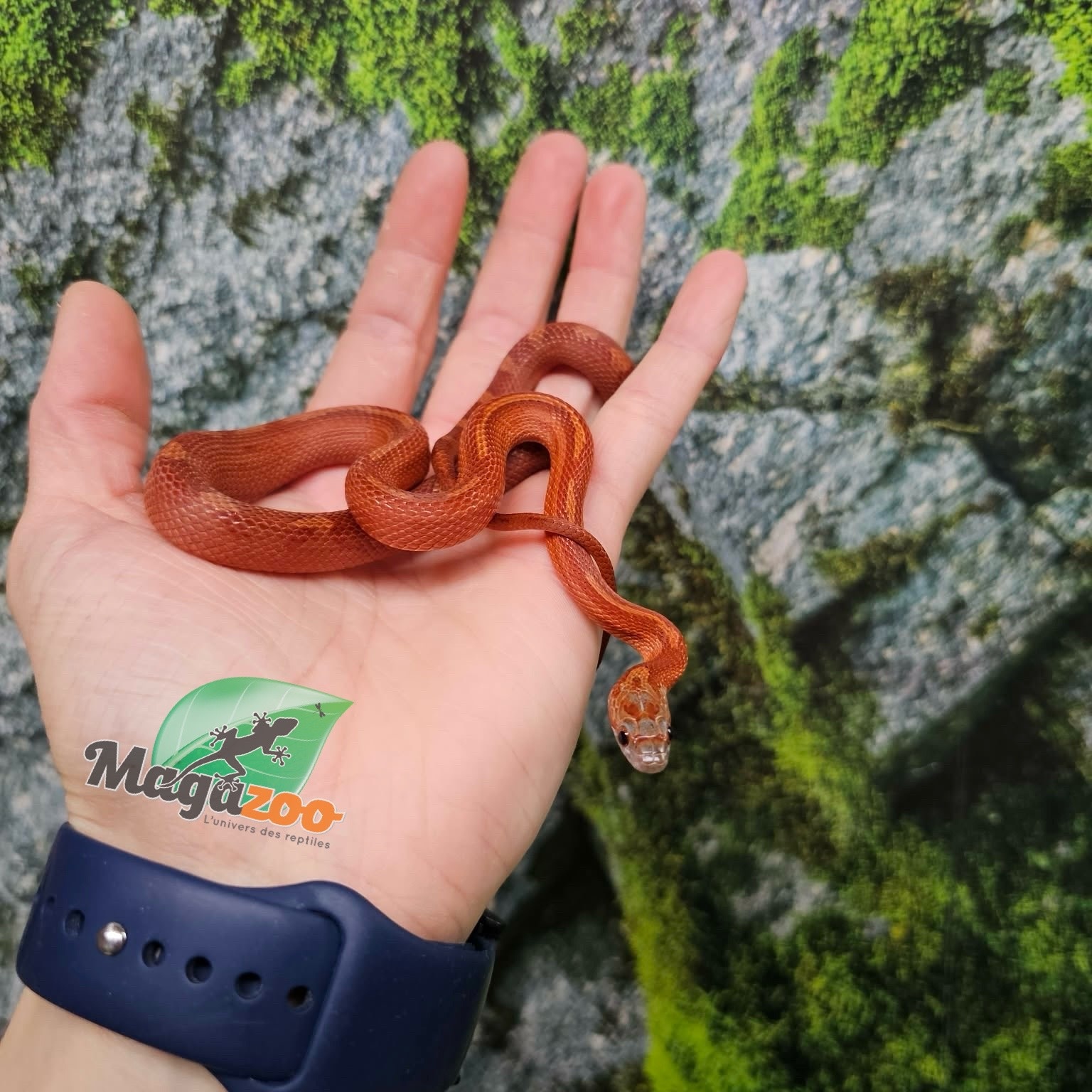 Magazoo Female Bloodred Motley-Stripe Corn snake born July 2, 2025