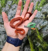 Magazoo Serpent des blés  Bloodred Motley-Stripe femelle né 2 juillet 2025