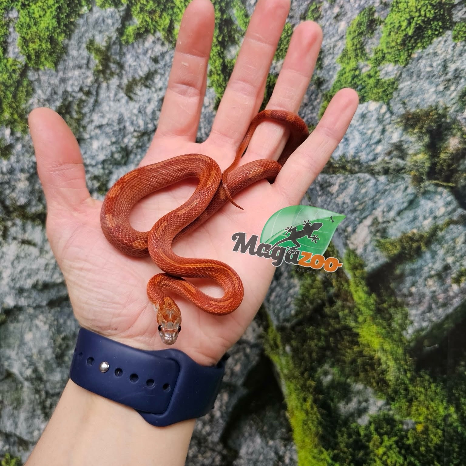 Magazoo Serpent des blés  Bloodred Motley-Stripe femelle né 2 juillet 2025