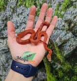 Magazoo Female Bloodred Motley-Stripe Corn snake born July 2, 2025