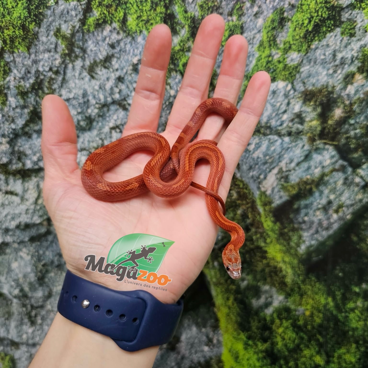 Magazoo Female Bloodred Motley-Stripe Corn snake born July 2, 2025