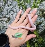 Magazoo Serpent des blés Blizzard femelle né 1er septembre 2025