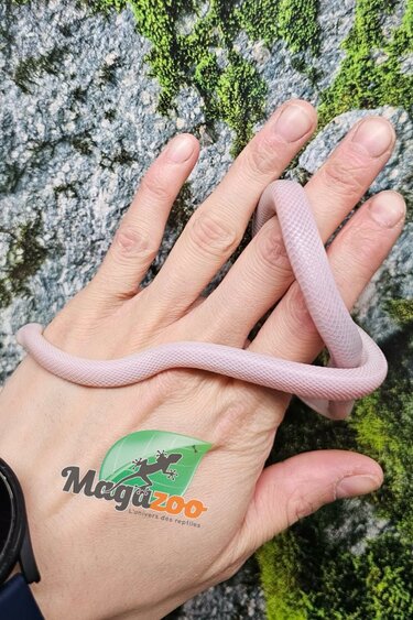 Magazoo Serpent des blés Blizzard femelle né 1er septembre 2025