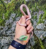 Magazoo Serpent des blés Blizzard femelle né 1er septembre 2025