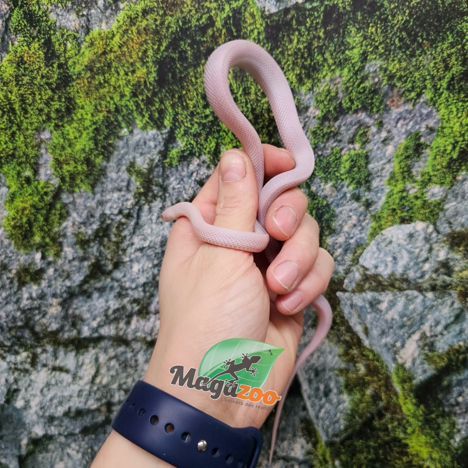 Magazoo Serpent des blés Blizzard femelle né 1er septembre 2025