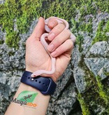 Magazoo Serpent des blés Blizzard femelle né 1er septembre 2025