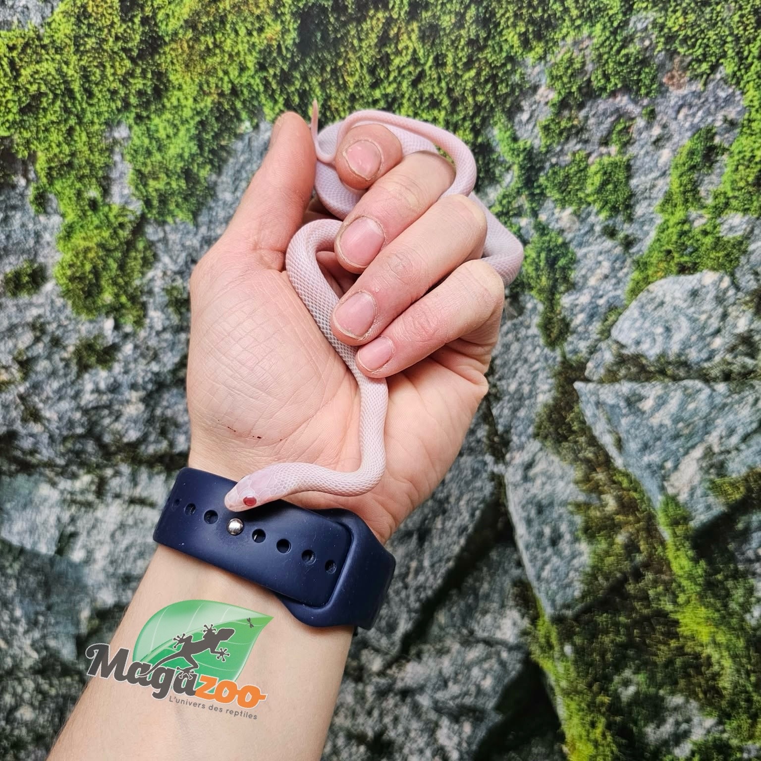 Magazoo Female Blizzard Corn Snake Born September 1, 2025