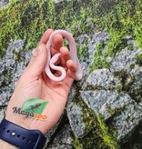 Magazoo Female Blizzard Corn Snake Born September 1, 2025