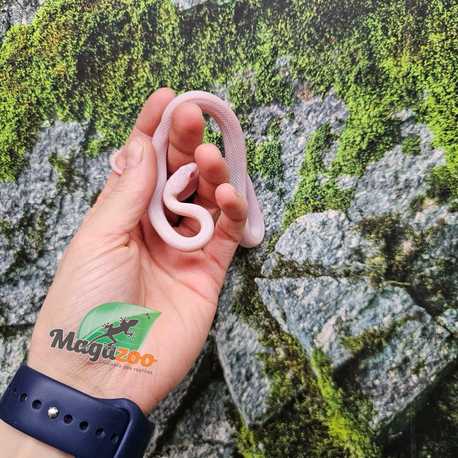 Magazoo Serpent des blés Blizzard femelle né 1er septembre 2025