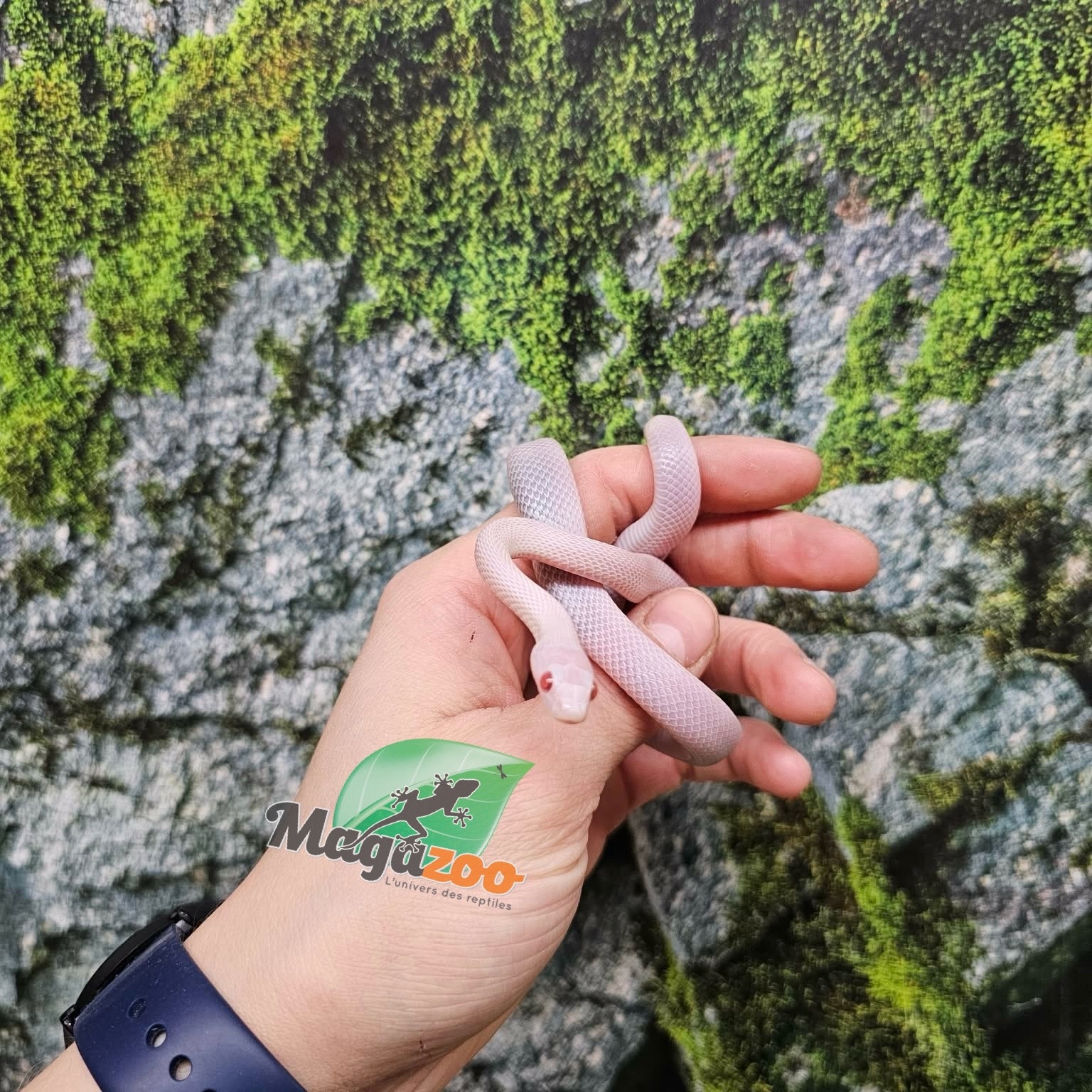 Magazoo Female Blizzard Corn Snake Born September 1, 2025