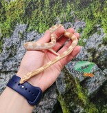 Magazoo Serpent des blés Butter mâle né 5 juillet 2025