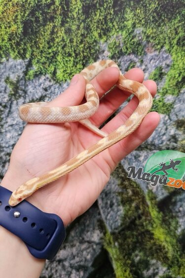 Magazoo Male Butter Corn Snake Born July 5, 2025