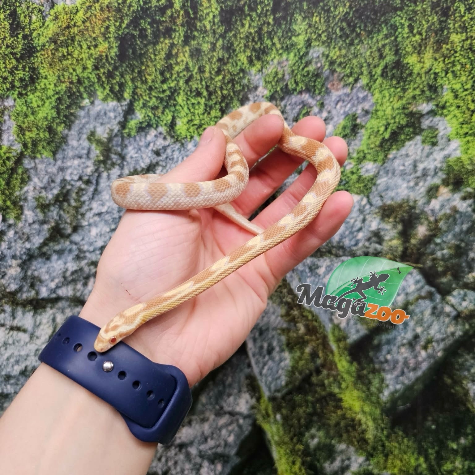 Magazoo Male Butter Corn Snake Born July 5, 2025