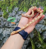 Magazoo Serpent des blés Butter mâle né 5 juillet 2025