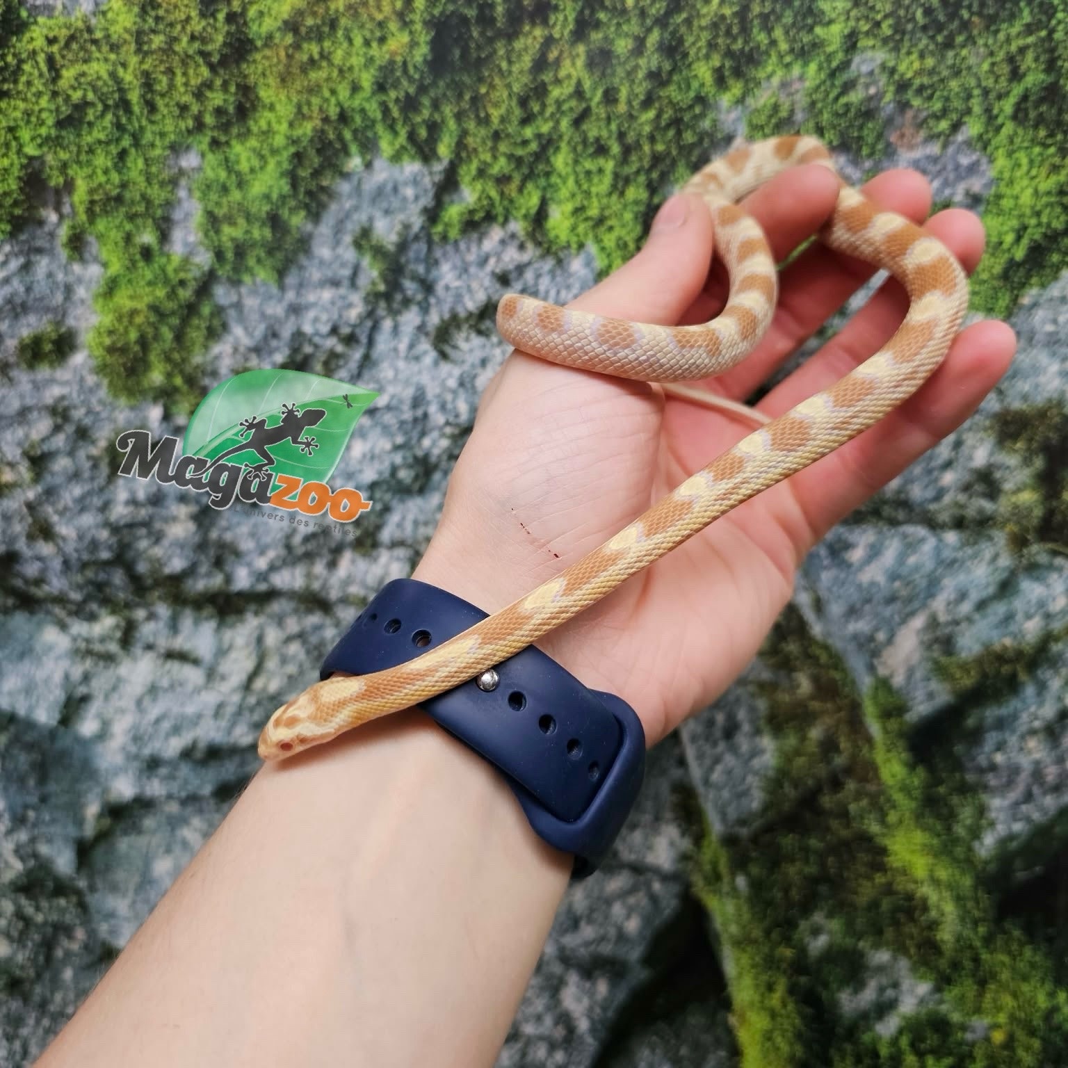 Magazoo Male Butter Corn Snake Born July 5, 2025