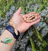 Magazoo Male Butter Corn Snake Born July 5, 2025