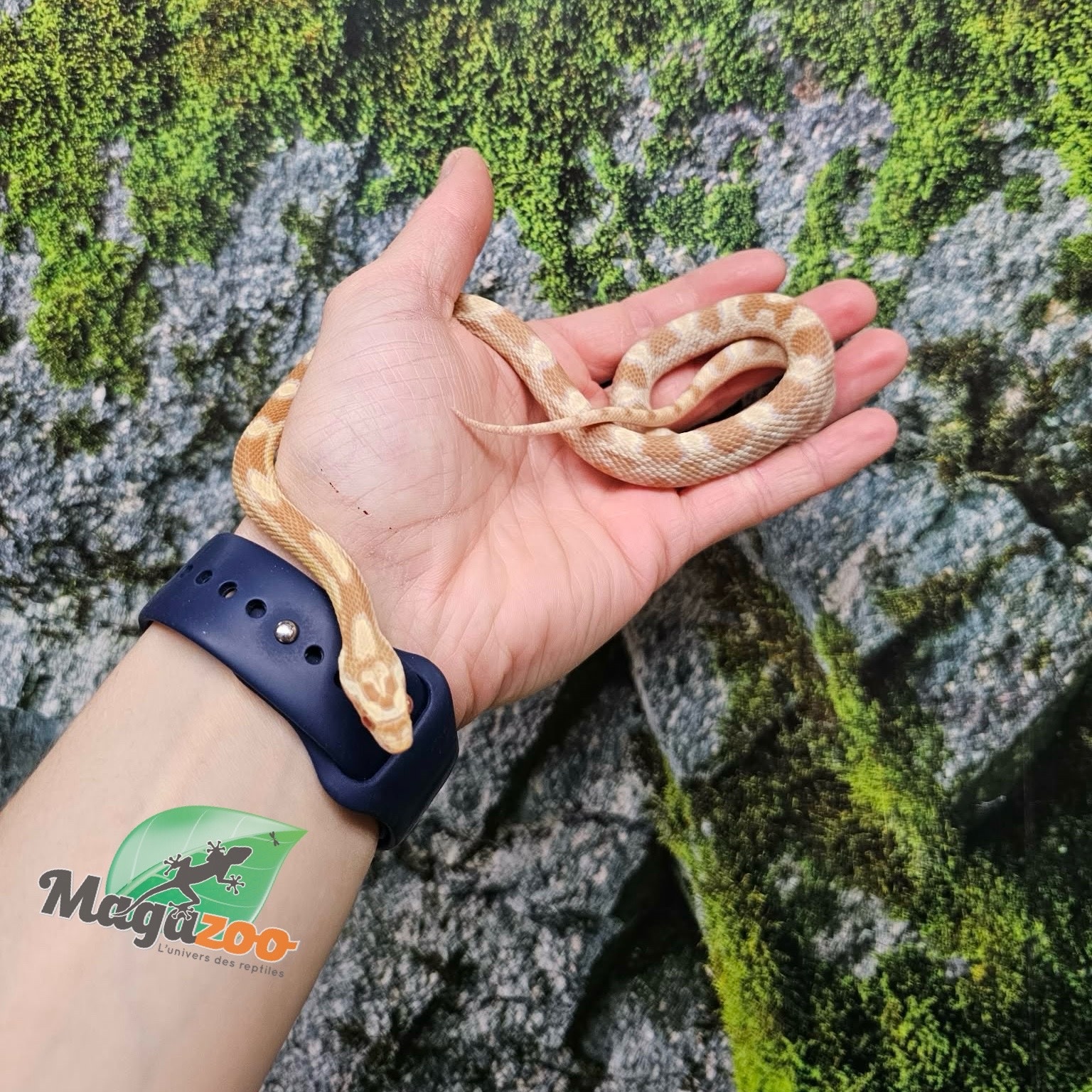 Magazoo Male Butter Corn Snake Born July 5, 2025