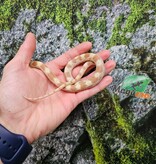 Magazoo Serpent des blés Butter mâle né 5 juillet 2025