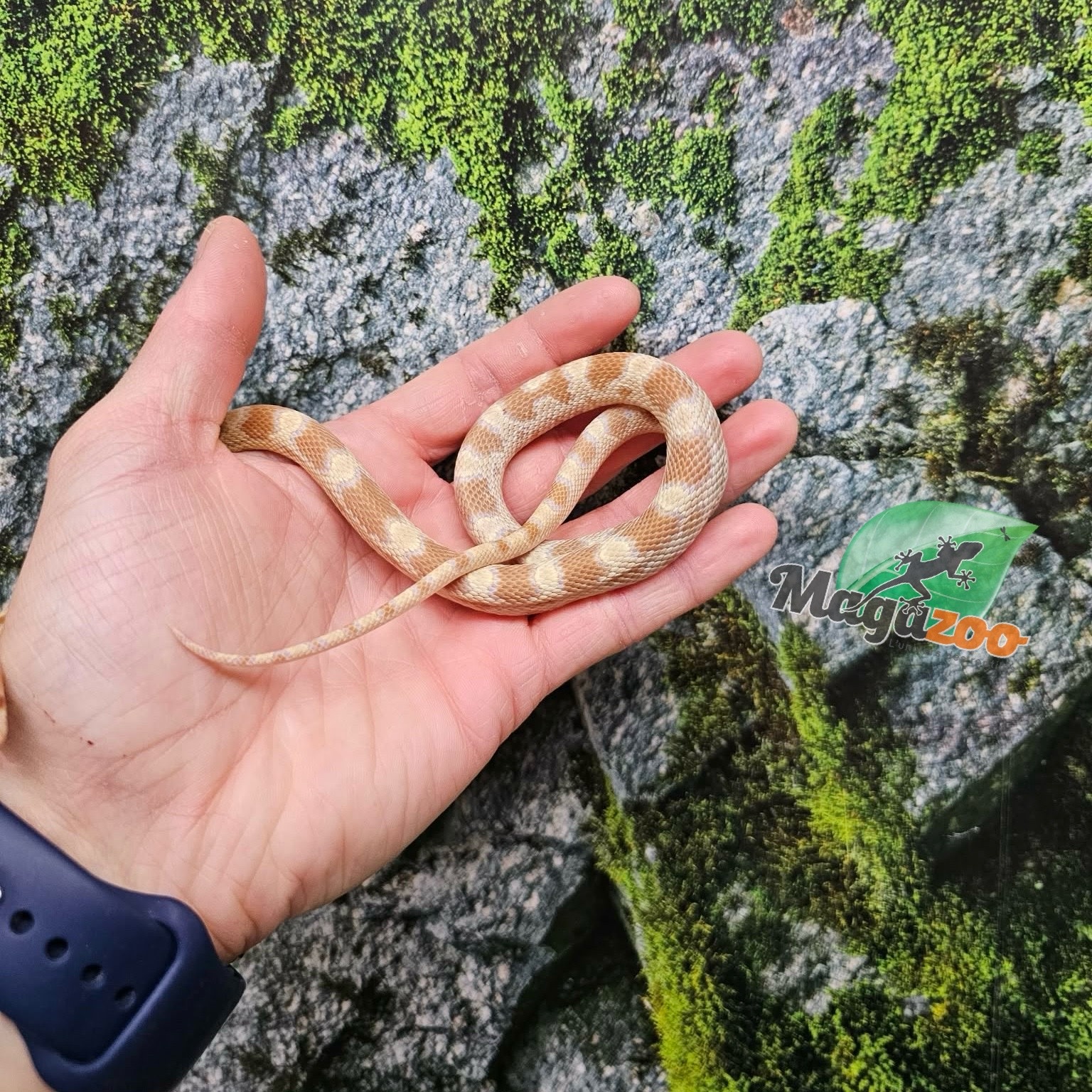 Magazoo Serpent des blés Butter mâle né 5 juillet 2025