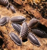 Magazoo Cloporte - Isopod Porcellio  Hoffmanseggi  (6)  en Pré-vente