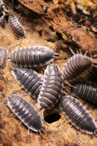 Magazoo Cloporte - Isopod Porcellio  Hoffmanseggi  (6)  en Pré-vente