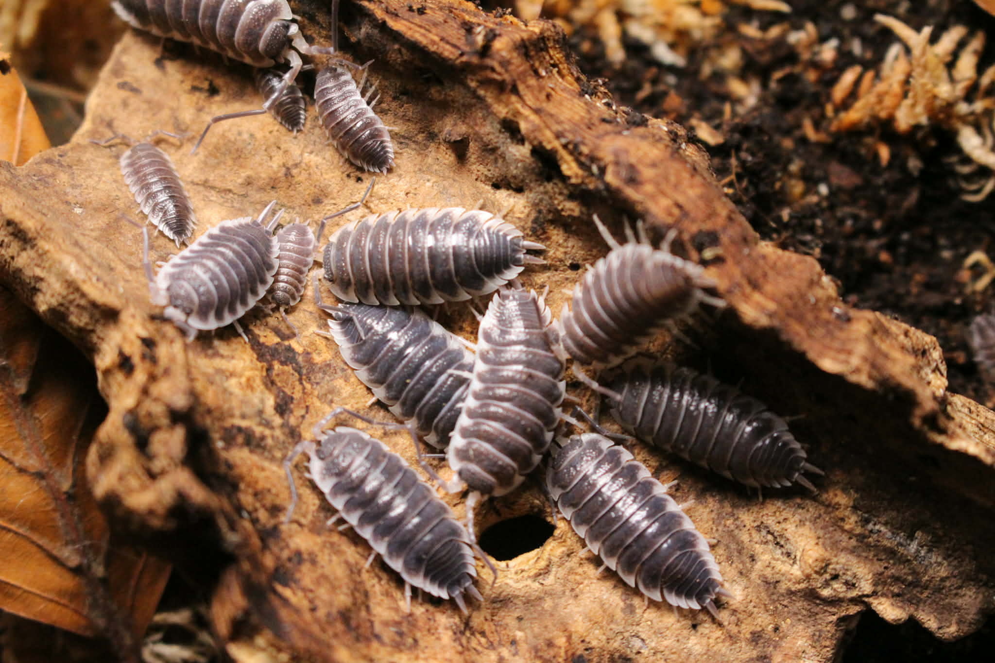 Magazoo Cloporte - Isopod Porcellio  Hoffmanseggi  (6)  en Pré-vente