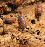 Magazoo Woodhouse - Isopod  Lava 15 Pack Scaber