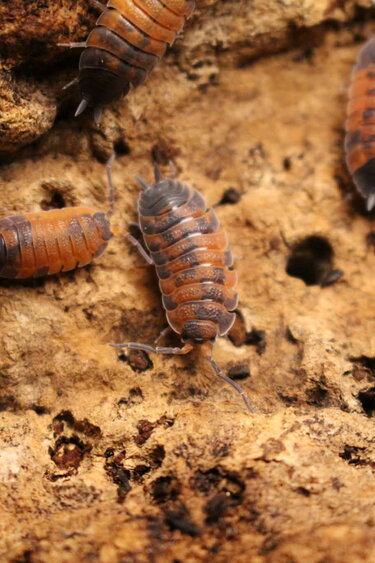 Magazoo Cloporte - Isopod  Lava 15 Pack Scaber