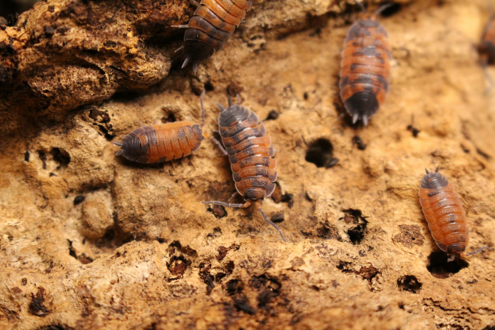 Magazoo Cloporte - Isopod  Lava 15 Pack Scaber