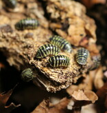 La Swamp Woodhouse - Isopod - Yellow Zebra 15+ A. Maculatum
