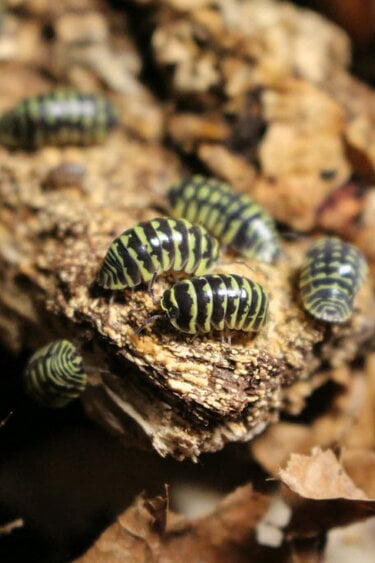 La Swamp Woodhouse - Isopod - Yellow Zebra 15+ A. Maculatum