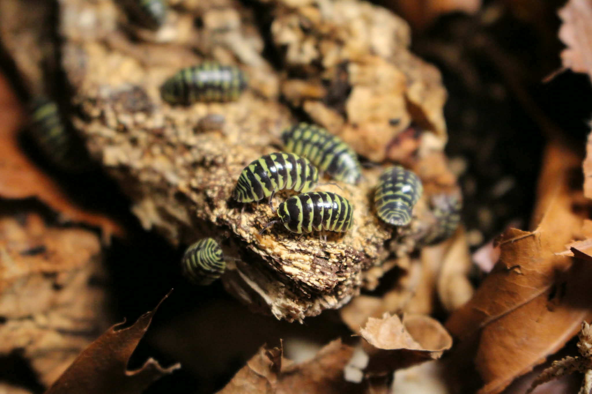 La Swamp Woodhouse - Isopod - Yellow Zebra 15+ A. Maculatum