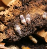 Magazoo Cloporte - Isopod  Panda King 15 Cubaris