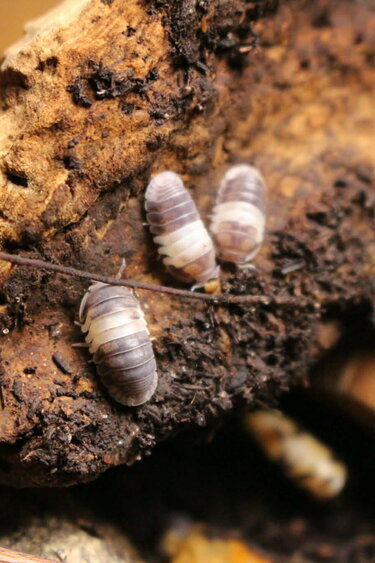 Magazoo Cloporte - Isopod  Panda King 15 Cubaris