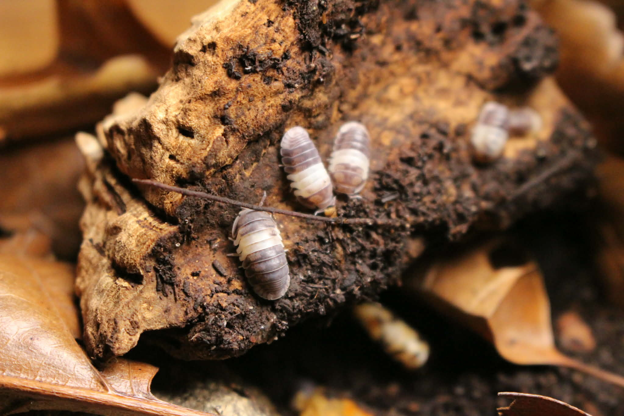 Magazoo Woodhouse - Isopod  Panda King 15 Cubaris