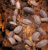 Cloporte - Isopod Armadillidium Peraccae  15